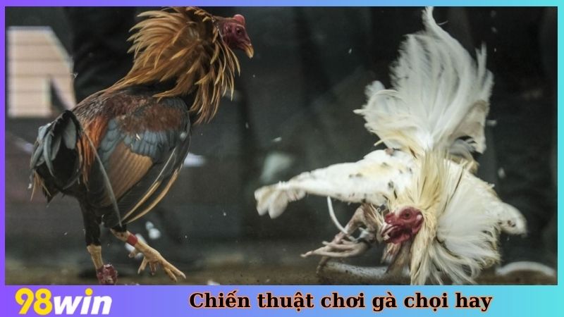 Chiến thuật chơi gà chọi hay