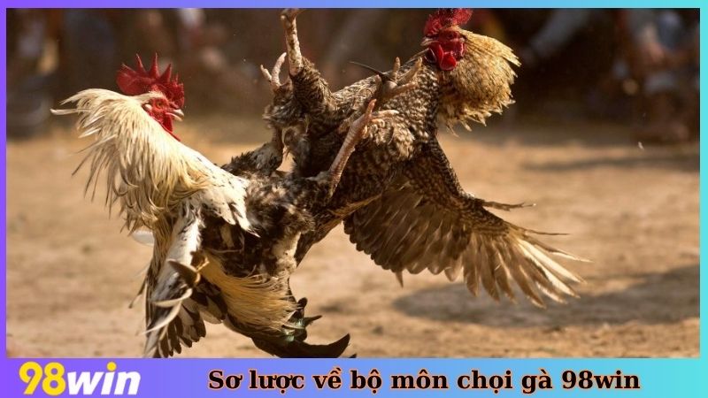Sơ lược về bộ môn chọi gà 98win